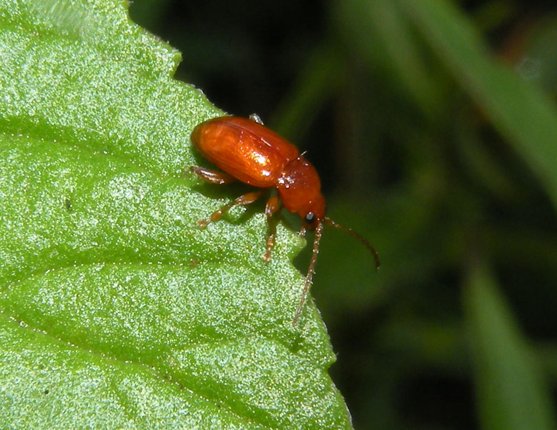 Non azzardo ... Neocrepidodera cfr. ferruginea